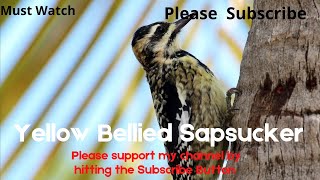 Yellow Bellied Sapsucker Calls  Yellow Bellied Sapsucker [upl. by Anrim43]