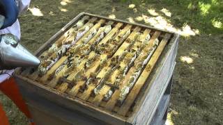 Honey Harvesting Step 1 of 3  Getting The Hive Ready [upl. by Gora908]