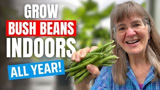 Growing Bush Beans Indoors Easy StepByStep Tutorial [upl. by Batty]