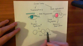 Mitomycin C Part 4 [upl. by Ahsinrat]