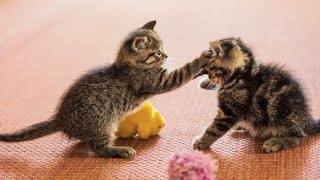 20 Minutes of Adorable Kittens 😍  BEST Compilation [upl. by Mace]