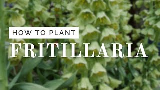 Fritillaria Planting Tutorial [upl. by Ytsirc]