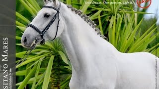 For Sale  Jumping Lusitano Mare REF233 [upl. by Mir442]