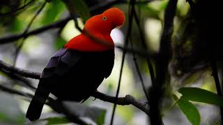 Rupicola peruvianus Tarapoto  Perú Cordillera Escalera Lek [upl. by Baxter]