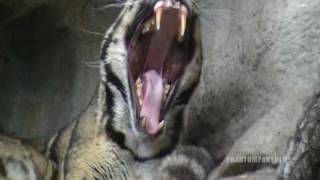 Clouded Leopard Yawning [upl. by Cartwright]