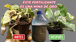 RESUCITA y CURA cualquier PLANTA ENFERMAS con este fertilizante casero 100 Orgánico [upl. by Minabe40]