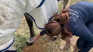 Season 3 Episode 6  How to use the McDowells Hoof Oil [upl. by Dielu]