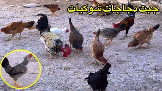 يوميات الدجاج🐓 طلعت الديك ابو رگيبة مع الدجاج  دجاجة شوكيات [upl. by Winnifred]