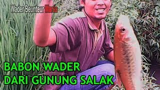 MANCING WADER Di kaki gunung salak sukabumi Puntius binotatus  Rasbora micro fishing [upl. by Nylac471]