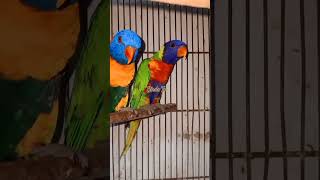 Lorikeet birdsbirds shortvideo parrot youtubeshort [upl. by Telrats608]