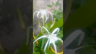 Hymenocallis littoralisspider lily plant ☘️🌸 trending flowers shorts [upl. by Naaman470]