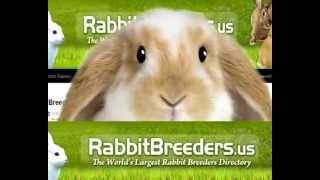 Rabbit Breeders [upl. by Cadell]