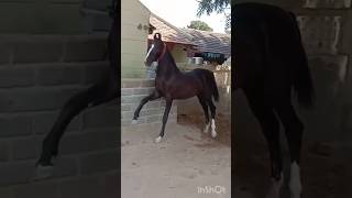 Marwari horse [upl. by Zile]