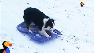 Smart Dog Takes Herself Sledding  The Dodo [upl. by Monie]