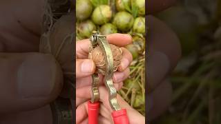 Harvesting Ripe Walnuts A Nutty Adventure fruitlife walnut satisfying shorts [upl. by Hadeehsar]