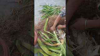 Sudarshan Plant Ko Marne Se To Bacha Liya shorts pupstoplant gardening [upl. by Ahen]