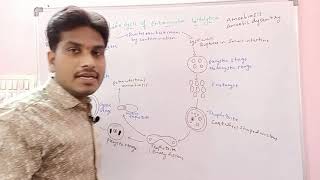 Entamoeba histolytica Life Cycle  Inter 1st year Zoology [upl. by Lolly]