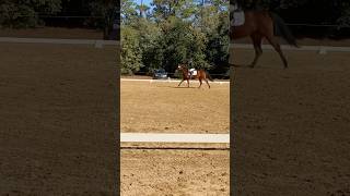 Been working on my judges comments From my dressage test lately [upl. by Concoff]