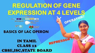 Regulation Of Gene Expression  In Tamil Class 12 Operators amp Repressors [upl. by Lasorella652]