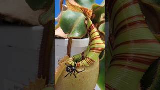 Nepenthes veitchii carnivorous plant closer look shorts [upl. by Nwahsir]