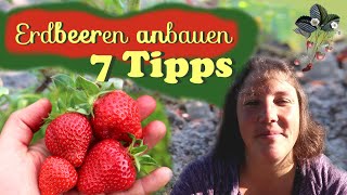 7 Tipps fürs 🍓 Erdbeeren anbauen [upl. by Haduhey]