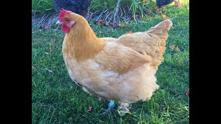 Breed Overview Buff Orpington Chickens [upl. by Nivart139]