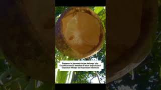 Alsomitra Macrocarpa cucumber plants plant java jungle seeds distribution shortvideo shorts [upl. by Trainer]