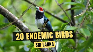 20 Endemic Birds of Sri Lanka [upl. by Anirtac444]