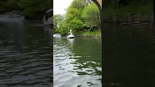 吉祥寺 井の頭公園 井の頭池ボート [upl. by Gurango908]