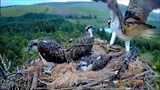 29 June am  Wakeup Seren with sticks Dylan with fish  ©️NRW LlynClywedog [upl. by Ymmat]