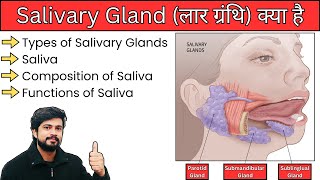 Saliva and Salivary Gland Anatomy and Physiology in Hindi  लार ग्रंथि क्या है  Digestive System [upl. by Irianat691]