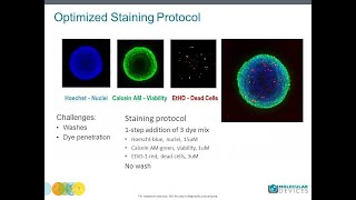 How to setup a 3D spheroid assay using confocal imaging [upl. by Schiro492]