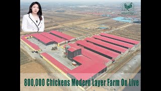 800000 Chickens Modern Layer Farm On Live [upl. by Kryska]