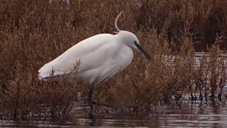 Herken de jagende kleine zilverreiger Egretta garzetta [upl. by Winou]