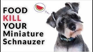 12 Foods Your Miniature Schnauzer Should Never Eat [upl. by Cornelia]