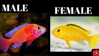 Venting African Cichlids Most accurate way to determine Fish Male and Female DifferenceUrdu Hindi [upl. by Maillil356]