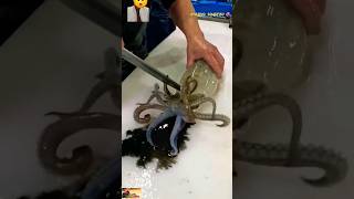 😲OMG 🦑 Squid Fish Cutting ASMR  Epic Knife Skills cuttlefish short trending viral [upl. by Ailama]