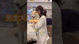 先生に抱きつく柴犬が可愛すぎる💕 柴犬 犬 かわいい犬 犬のいる暮らし 癒し [upl. by Roby426]