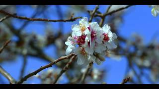 Almendros en la Axarquía Málaga Cinema 4k [upl. by Lettie708]