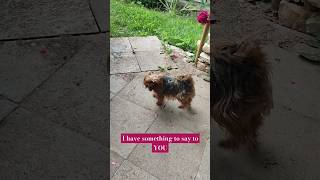 Yorkshire Terrier BARKING [upl. by Alael]