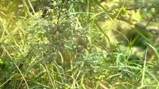 Bluefaced Malkoha near Attapur  Hyderabad  India [upl. by Ennyleuqcaj32]