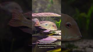 The Redstriped Eartheater Geophagus Surinamensis [upl. by Moulden]