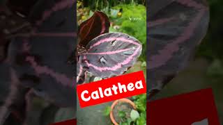 Calathea 💯🤪 Calathea Plant 💐 Indoor Plant shorts plants 🪴 UralOrchid 🎯 [upl. by Rimma]