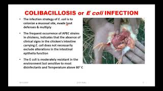 E coli or Colibacillosis TREATMENT amp CONTROL in Poultry  Webinar to VetNepal Vets of Nepal [upl. by Minerva]