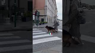 🐶🇮🇹🐶🇮🇹 shorts italy animals dog cute milano [upl. by Hollingsworth]