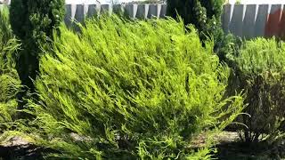 How to  trim a diosma hedge with an electric hedge trimmer [upl. by Piscatelli]