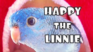 Lineolated Parakeet Talking SO CUTE [upl. by Elletse]