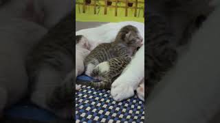 1 mother cat pure white and 5 kittens just born for adoption vijayawada Moghalrajpuram 9381223866 [upl. by Acirehs]