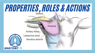 Muscle Properties Roles amp Actions [upl. by Euqram]