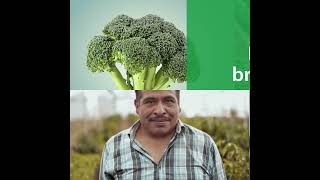 Rivulis D900 Affordable quality  Broccoli [upl. by Annoeik]